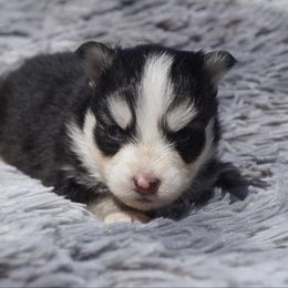 Liberty - Black and white female Pomsky puppy in Krum, Texas from Paw-Some Pomskies