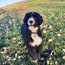 Helen - Portuguese Water Dog