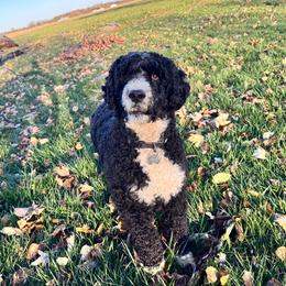 Helen - Portuguese Water Dog