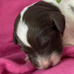 Boy 1 - Bernedoodle puppy in Dripping Springs, Texas from Doodle Ranch