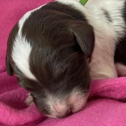 Boy 1 - Bernedoodle puppy in Dripping Springs, Texas from Doodle Ranch