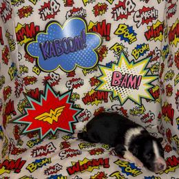 Wonder Woman - Black tri female Miniature American Shepherd puppy in Thomasville, North Carolina from TaraFox Miniature American Shepherds