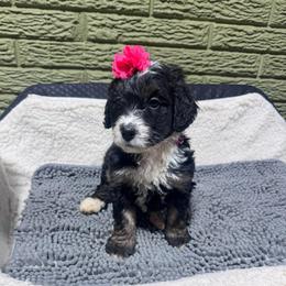 Strawberry - Tri-color female Bernedoodle puppy in Carmichaels, Pennsylvania from JensenBelle Doodles