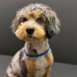 Brock - Merle male Cockapoo puppy in Lebanon, Kentucky from Mosaic Merle Doodles