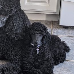 Poodles from Isfahel Kennels