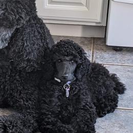 Poodles from Isfahel Kennels