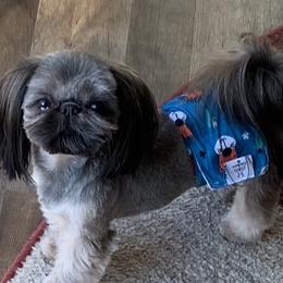 Buddha - Shih Tzu