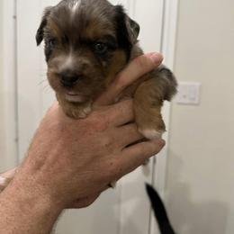 Miniature Australian Shepherd Puppies from Andy McDonald