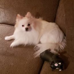 Devine - Pomeranian
