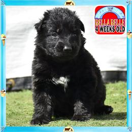 Blue Belle sweet charming - Black female German Shepherd puppy in Murrieta, California from Diamond Oaks German Shepherds
