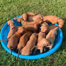 German Shorthaired Pointers and Rhodesian Ridgebacks from Kandarin Kennels
