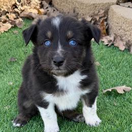 Mack - Black tri-color male Australian Shepherd puppy in Mount Vernon, Texas from RJ's Aussie Posse