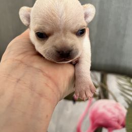 Girl 2 - Chihuahua puppy in Buffalo Grove, Illinois from Piccoli Amici Chihuahuas
