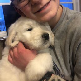 Goldendoodle Puppies from Kellee's Goldendoodles