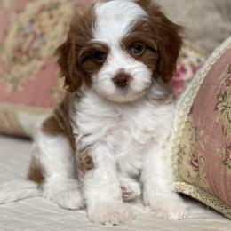 Celeste- Parti girl - Red female Cavapoo puppy in Beckley, West Virginia from By Design Doodles