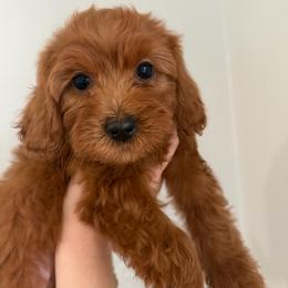 Pearl - Red female Cavapoo puppy in Fort Worth, Texas from Aloha Paradise Poodles LLC