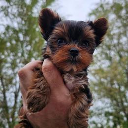 Rosaline aka Rosie - Black and tan female Yorkshire Terrier puppy in Moses Lake, Washington from Harmony Hills Yorkies