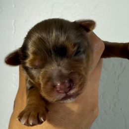 Girl 1 - Chocolate and tan female Yorkshire Terrier puppy in Los Angeles, California from 818 Yorkies
