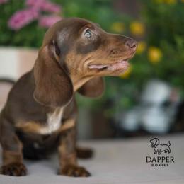 Duke - Red male Dachshund puppy in Brooksville, Florida from Dapper Doxies