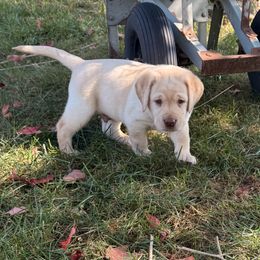 Blue - Yellow male Labrador Retriever puppy in Tekonsha, Michigan from Asher Acres Labs