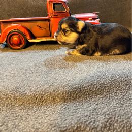 Xander - Black & tan tri-color male Morkie puppy in Taylorsville, North Carolina from Mountain Top Hot Tailz