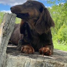 Nellie - Chocolate and tan female Dachshund puppy in Industry, Illinois from KDKs Kennels