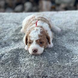 Red - Parti male Goldendoodle puppy in Cuero, Texas from Firestorm Kennel