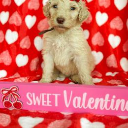 Almond Joy - Apricot female Goldendoodle puppy in Waterford, California from Alvdoodles