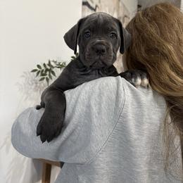 Cozy (Blitzen) - Gray female Cane Corso puppy in Utah from 3Lake Kennelz