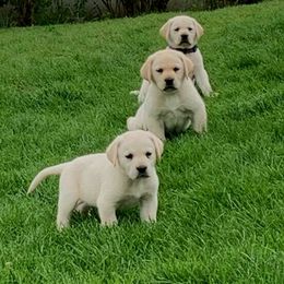 Labrador Retriever Puppies from Asher Acres Labs