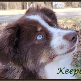 Keeper - Toy Australian Shepherd