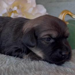 BOSTON - AKC - Chocolate brindle male Havanese puppy in Verden, Oklahoma from Holcombs Puppy Ranch