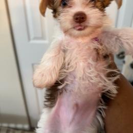 Parti - Parti male Yorkshire Terrier puppy in Richmond, Virginia from Kizzie's Yorkies
