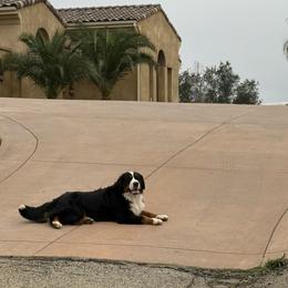 Cruella - Bernese Mountain Dog