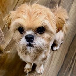 Chavo - Red male Shih Tzu puppy in Victorville, California from RUMBLE n TUMBLE