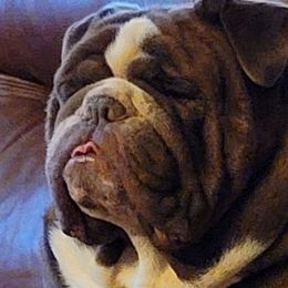 Bear - Bulldog
