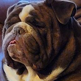 Bear - Bulldog