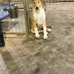 Butler - Sable and white male Collie puppy in Kentucky from Calibre Collies