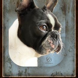 Gemma - Boston Terrier