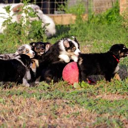 Australian Shepherd Puppies from Kenmont Kennels