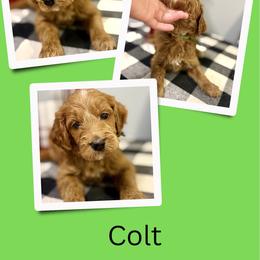 Colt - Apricot male Irish Doodle puppy in Bluefield, Virginia from Love on a Leash