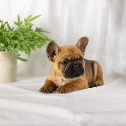 French Bulldog and Pug Puppies from FurEver Canine