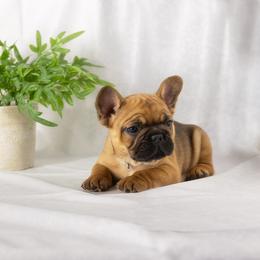 French Bulldog and Pug Puppies from FurEver Canine