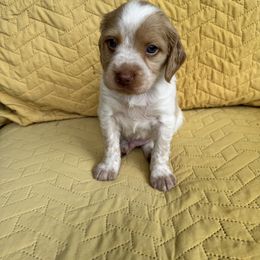 Boy 3 - Orange roan male Brittany puppy in Shinnston, West Virginia from Brookfield Farm Brittanys LLC