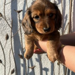 Maxine - Dapple female Dachshund puppy in Chino Hills, California from Wooofyland LLC