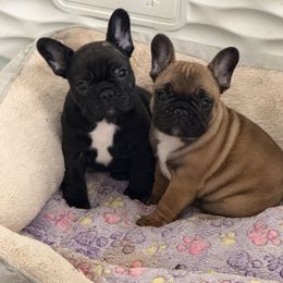 French Bulldog Puppies from Schoville Bulldogs