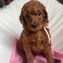 Juliet - Red  female Poodle puppy in Mount Vernon, Illinois from AMC Poodles