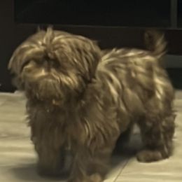 Gabanna - Shih Tzu