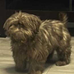 Gabanna - Shih Tzu