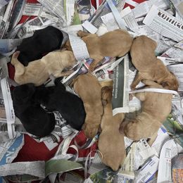 Labrador Retriever puppies from River View Labradors